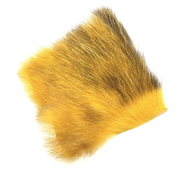Golden carrot 1/4