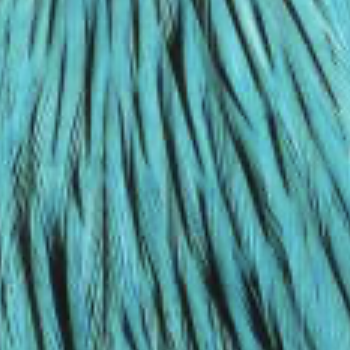 Whiting - American rooster 1/4 - Badger Silver Doctor Blue