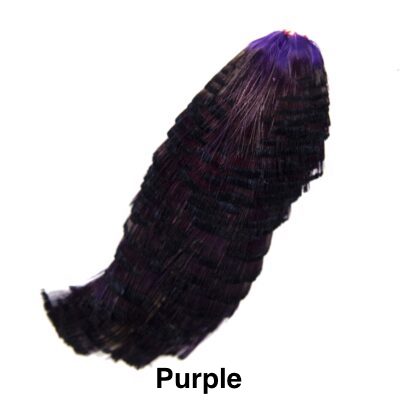 Auksinis fazanas kaklas - Purple