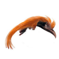 Auksinis fazanas - Orange