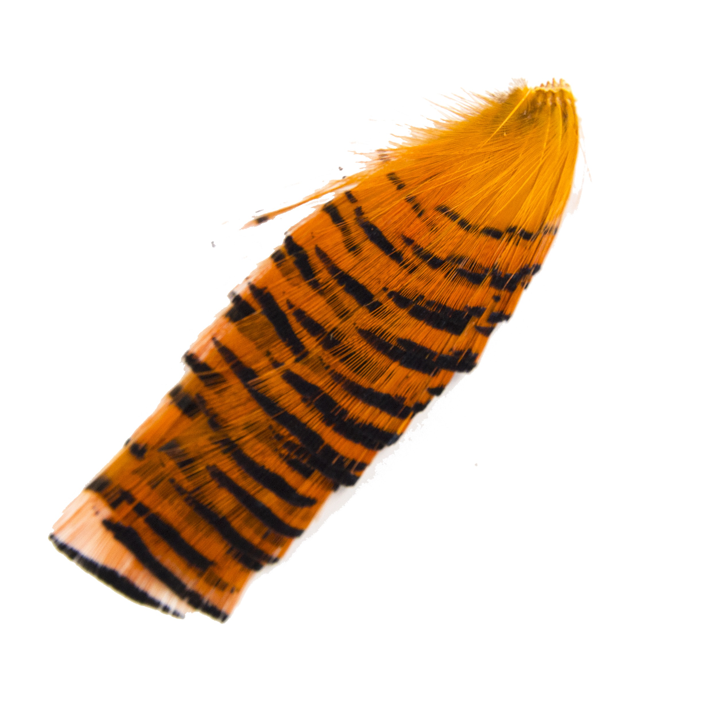 Auksinis fazanas kaklas - Hot Orange