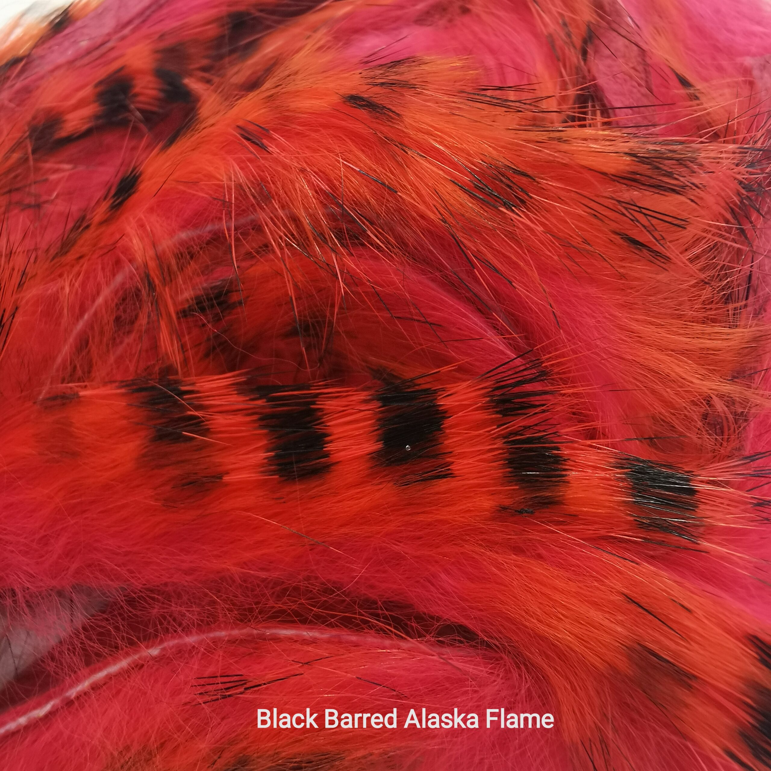 Zonkeris spalvotas - Hareline - Black Barred Alaska Flame