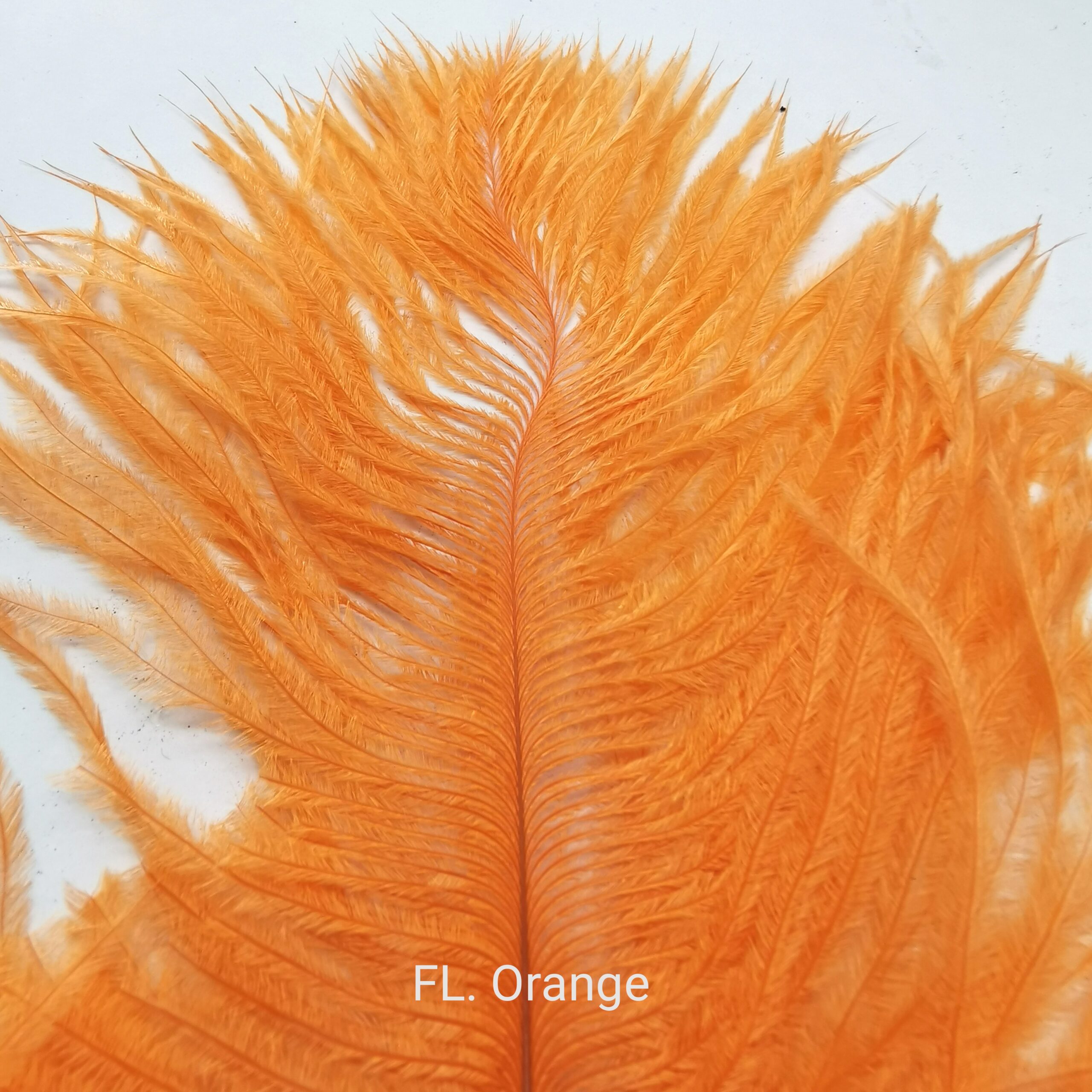 Stručio Plunksnos - Hareline - Fl. Orange