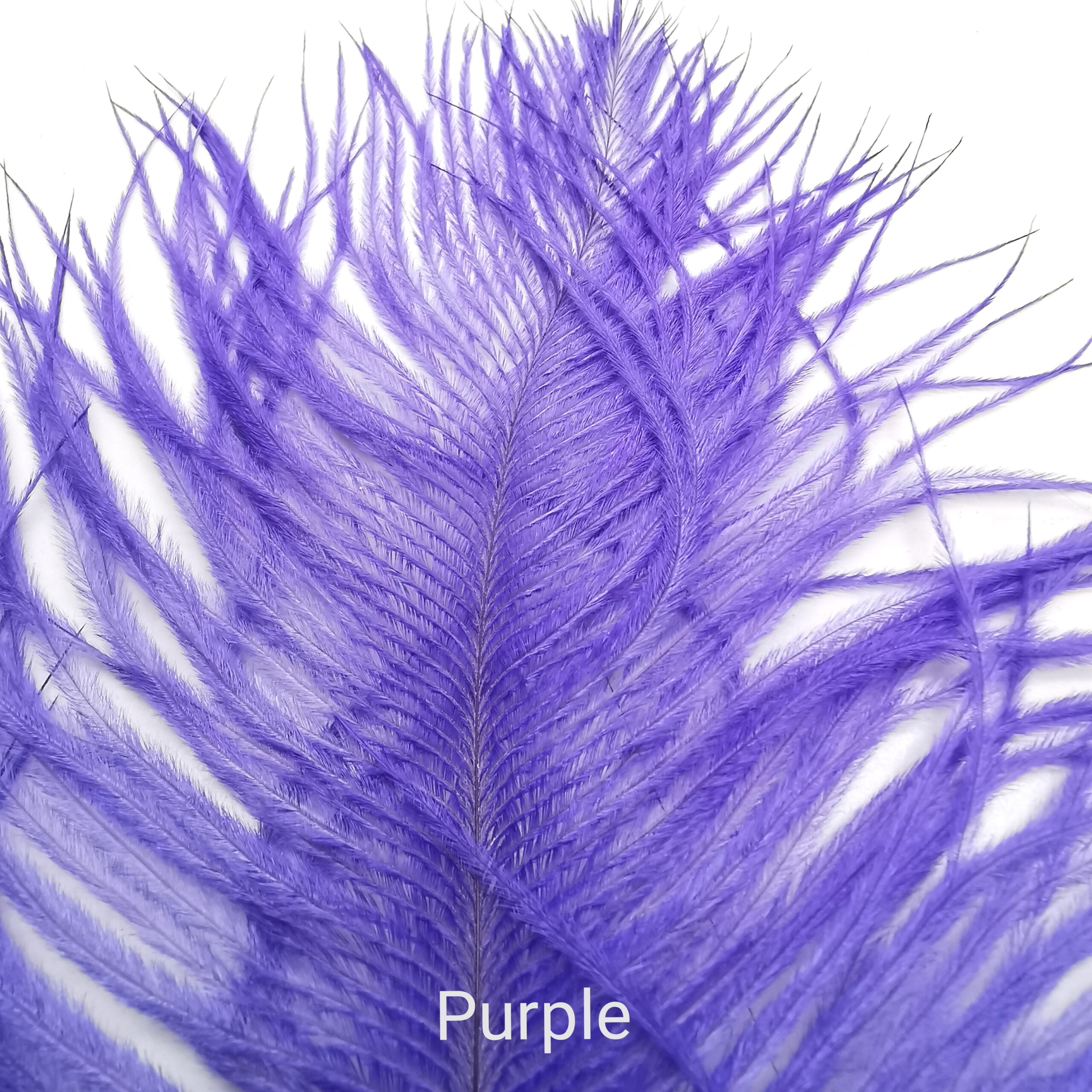 Stručio Plunksnos - Hareline - Purple
