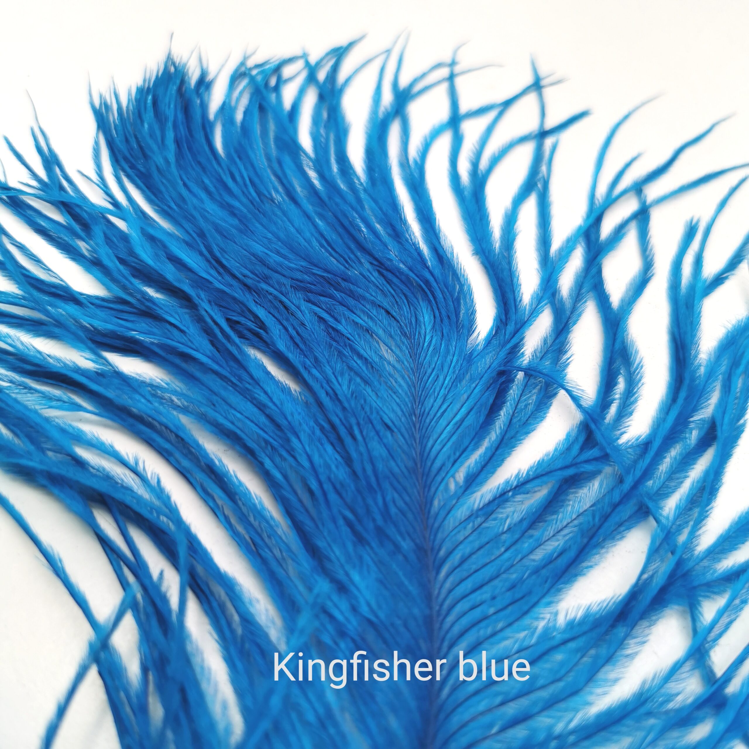 Stručio Plunksnos - Hareline - Kingfisher Blue