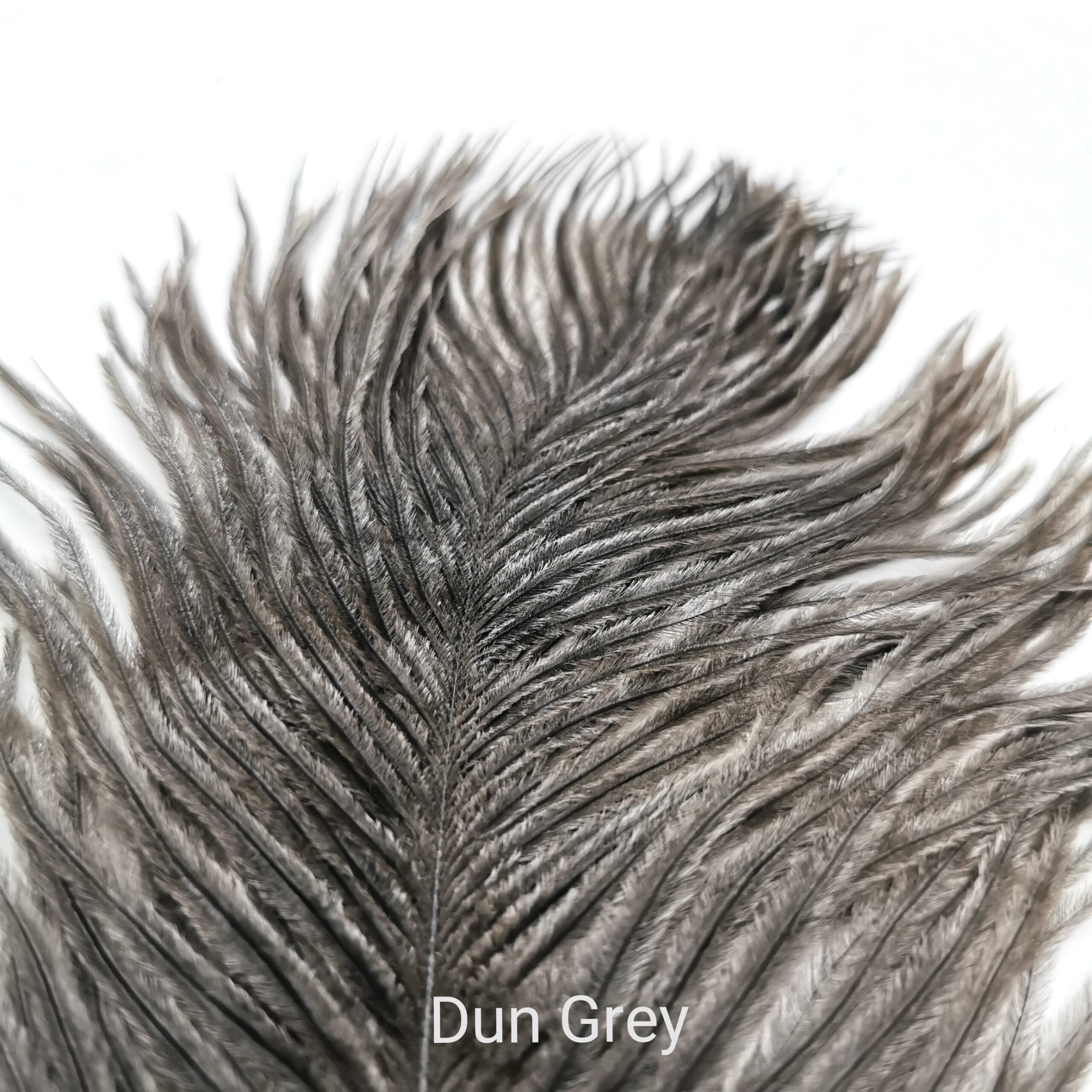 Stručio Plunksnos - Hareline - Dun Grey
