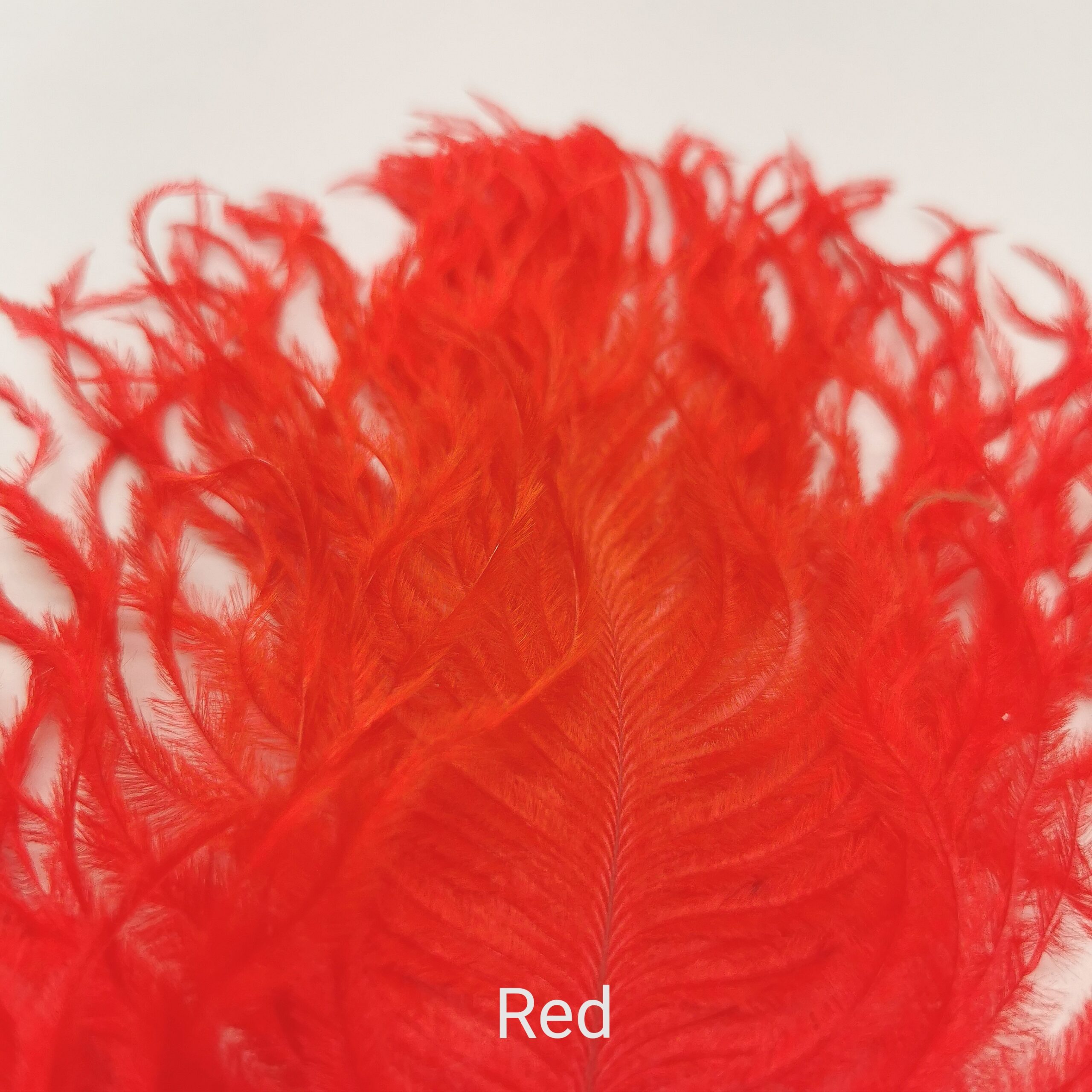 Stručio Plunksnos - Hareline - Red