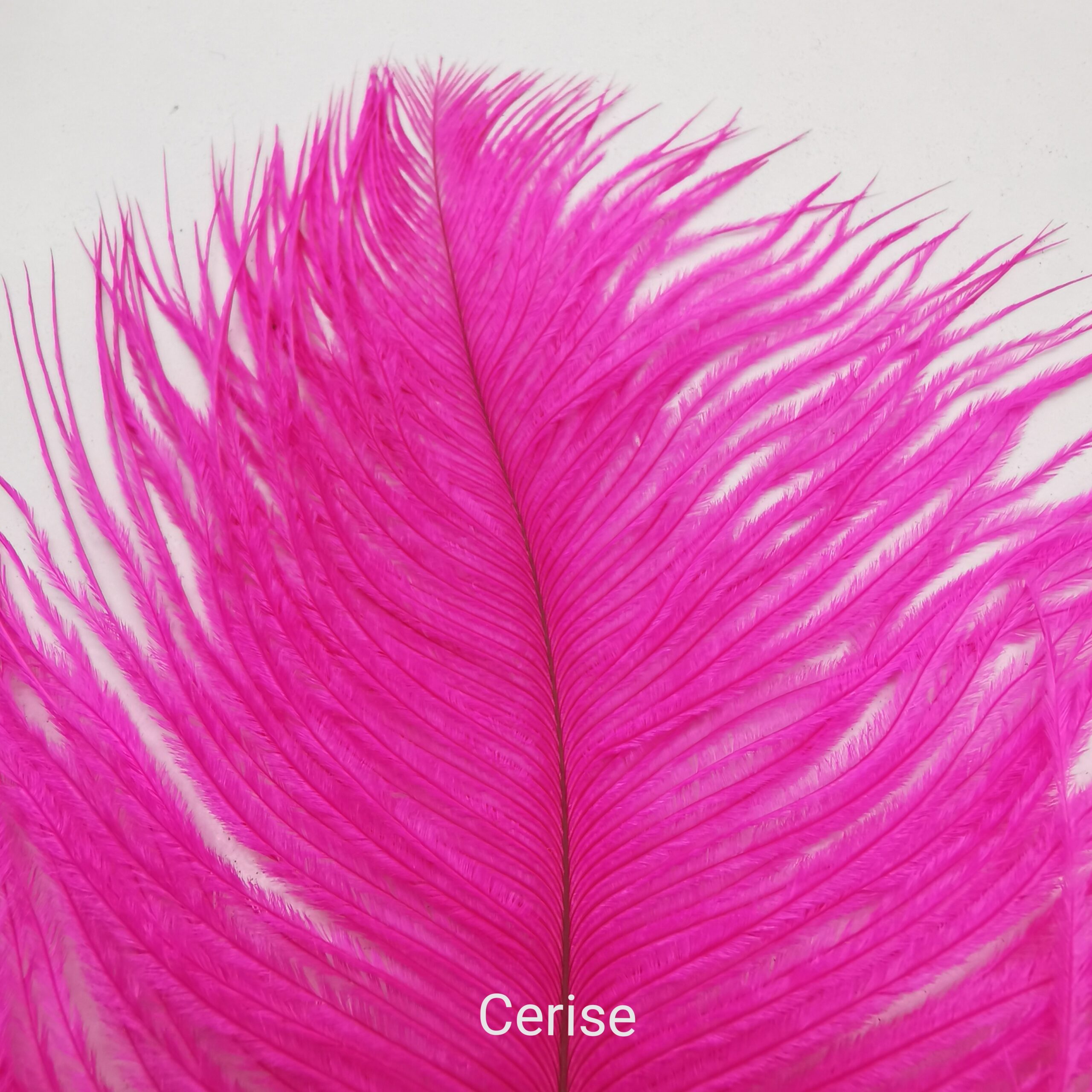 Stručio Plunksnos - Hareline - Cerise