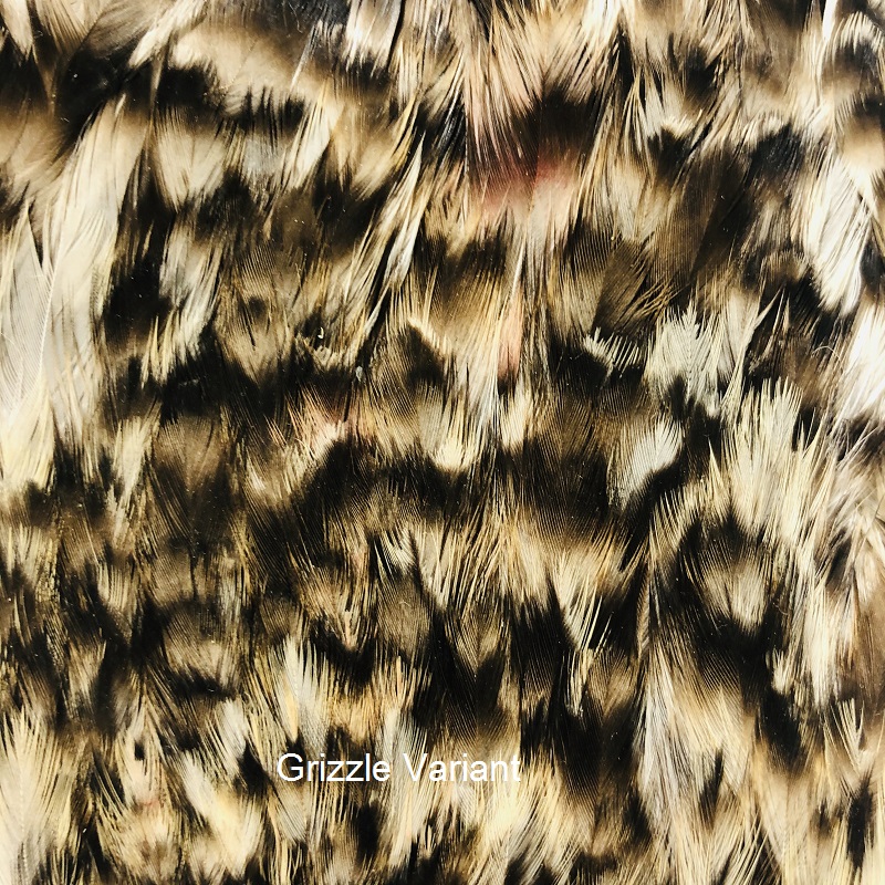 Veniard – Indiškos Vištos Skalpai - Grizzle Variant
