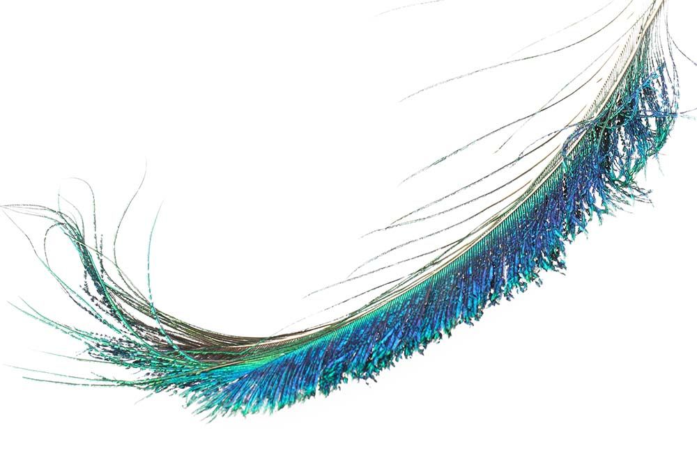 Peacock Swords/Povo plunksnos