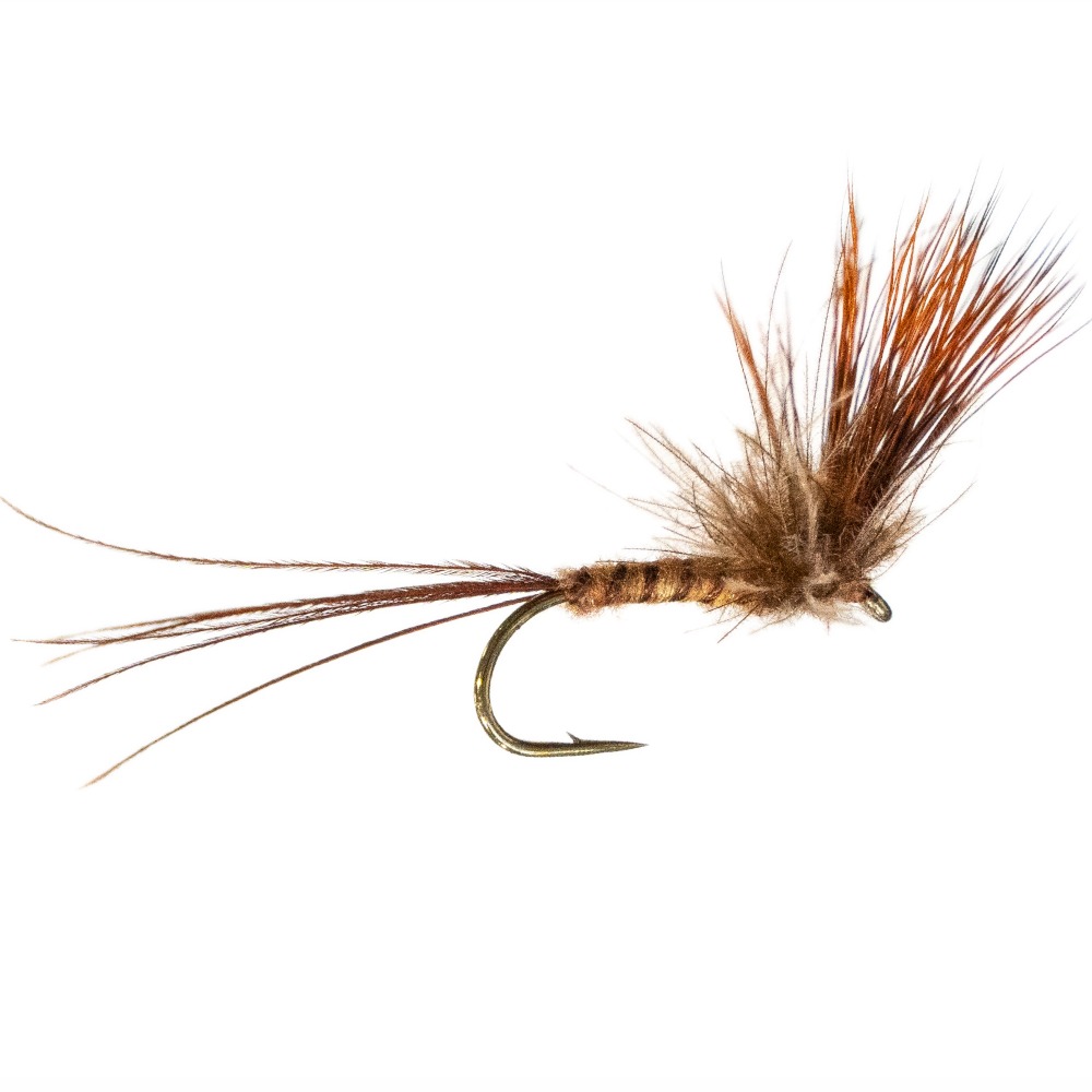 Lašalas Orange wing (LAS016)