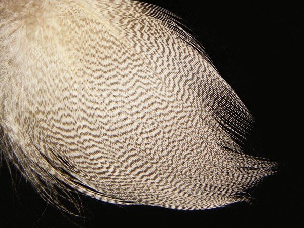 Wapsi  - Mallard Barred Large - Natural
