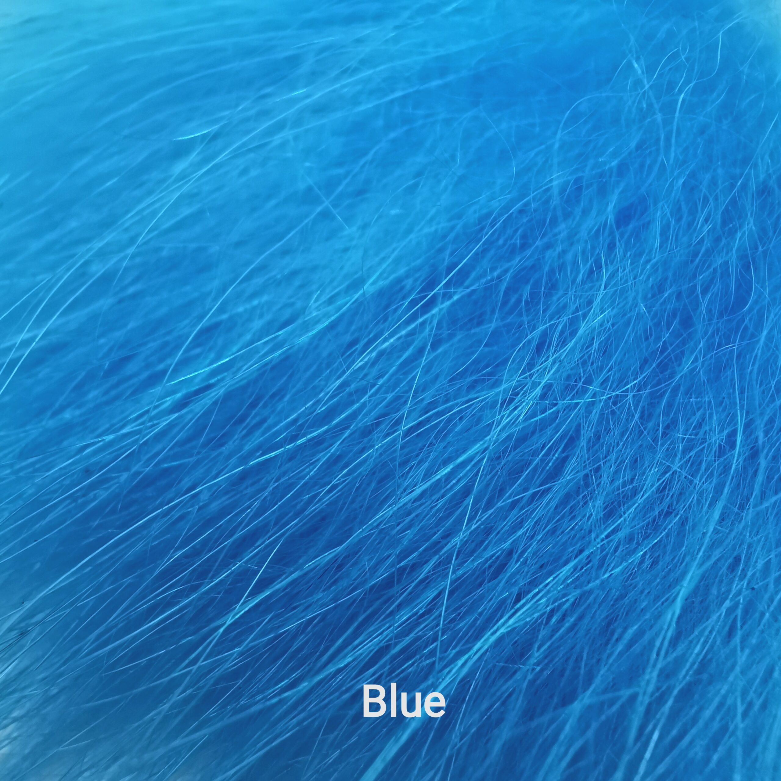Finnraccoon - Blue