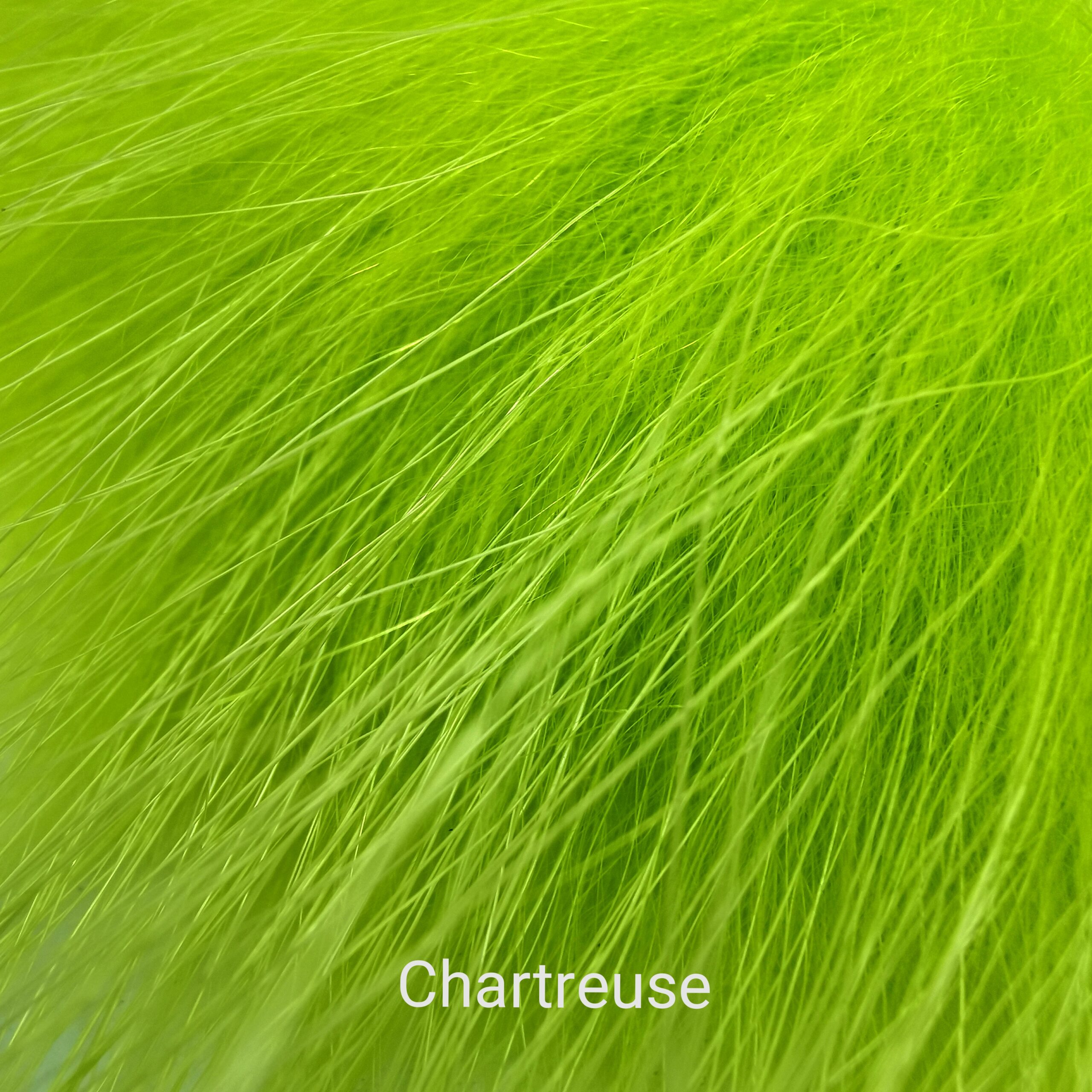 Finnraccoon - Chartreuse