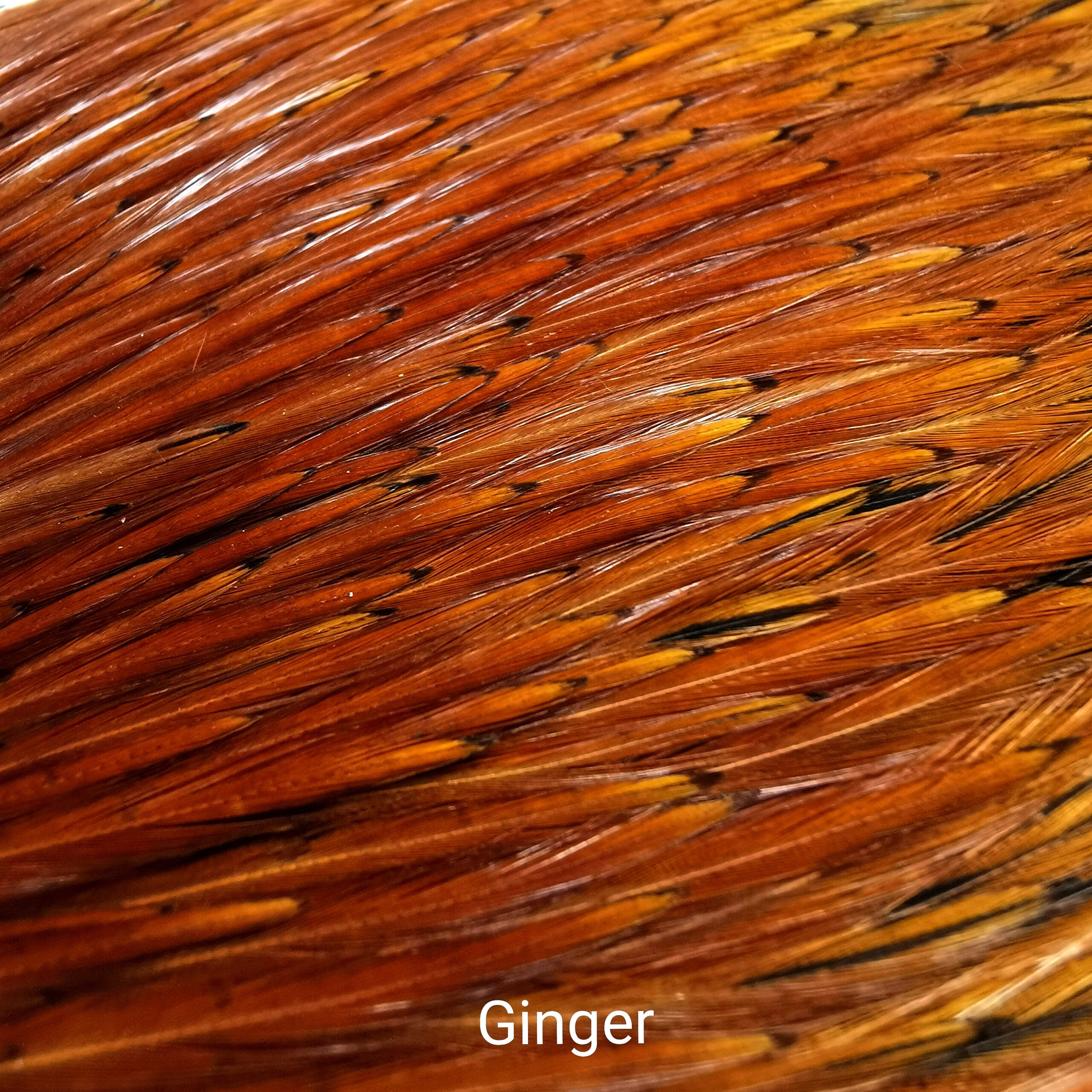 Indian Cock Skalpas - Veniard - Ginger