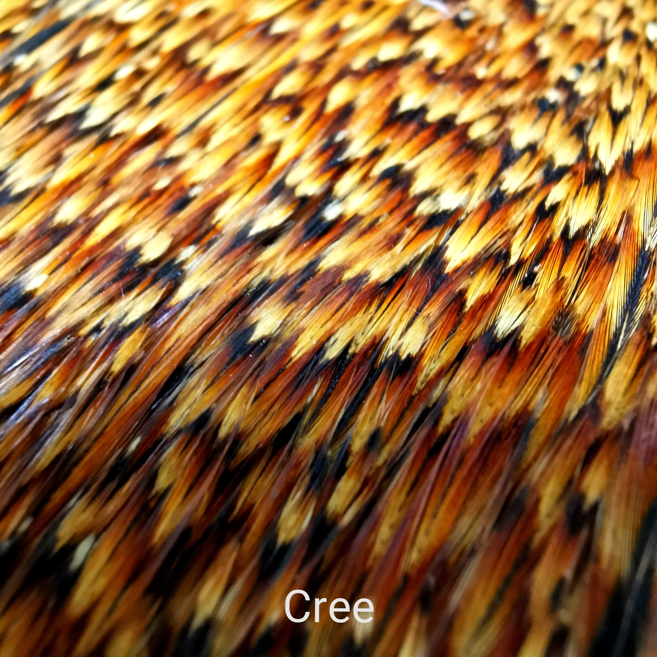 Indian Cock Skalpas - Veniard - Cree