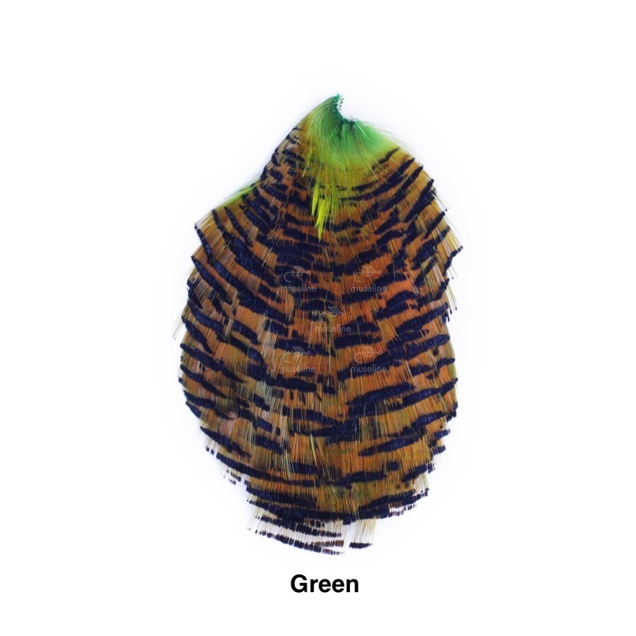 Auksinis fazanas kaklas - Green