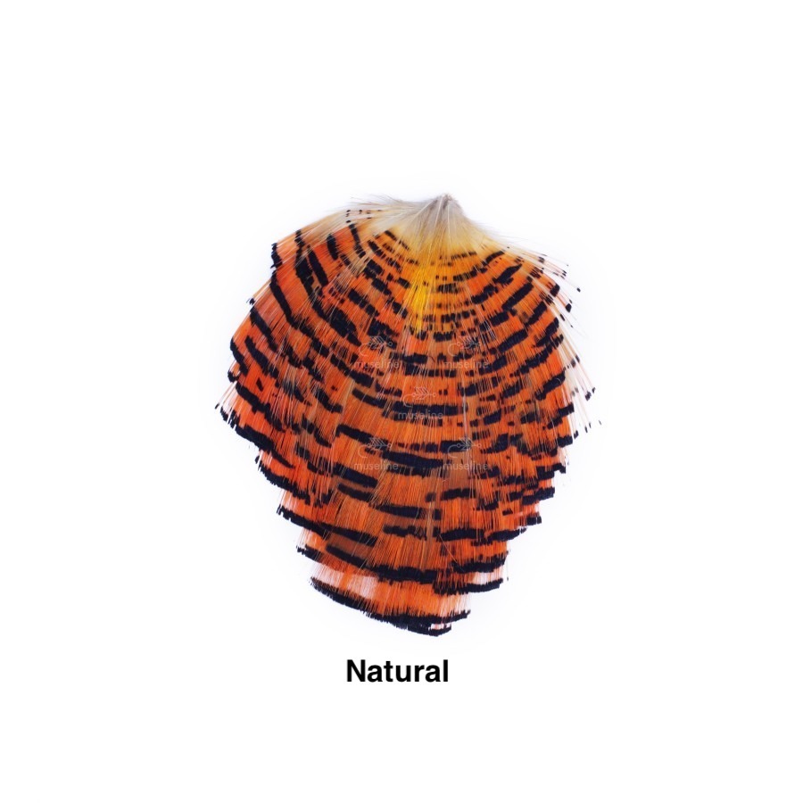 Auksinis fazanas kaklas - Natural