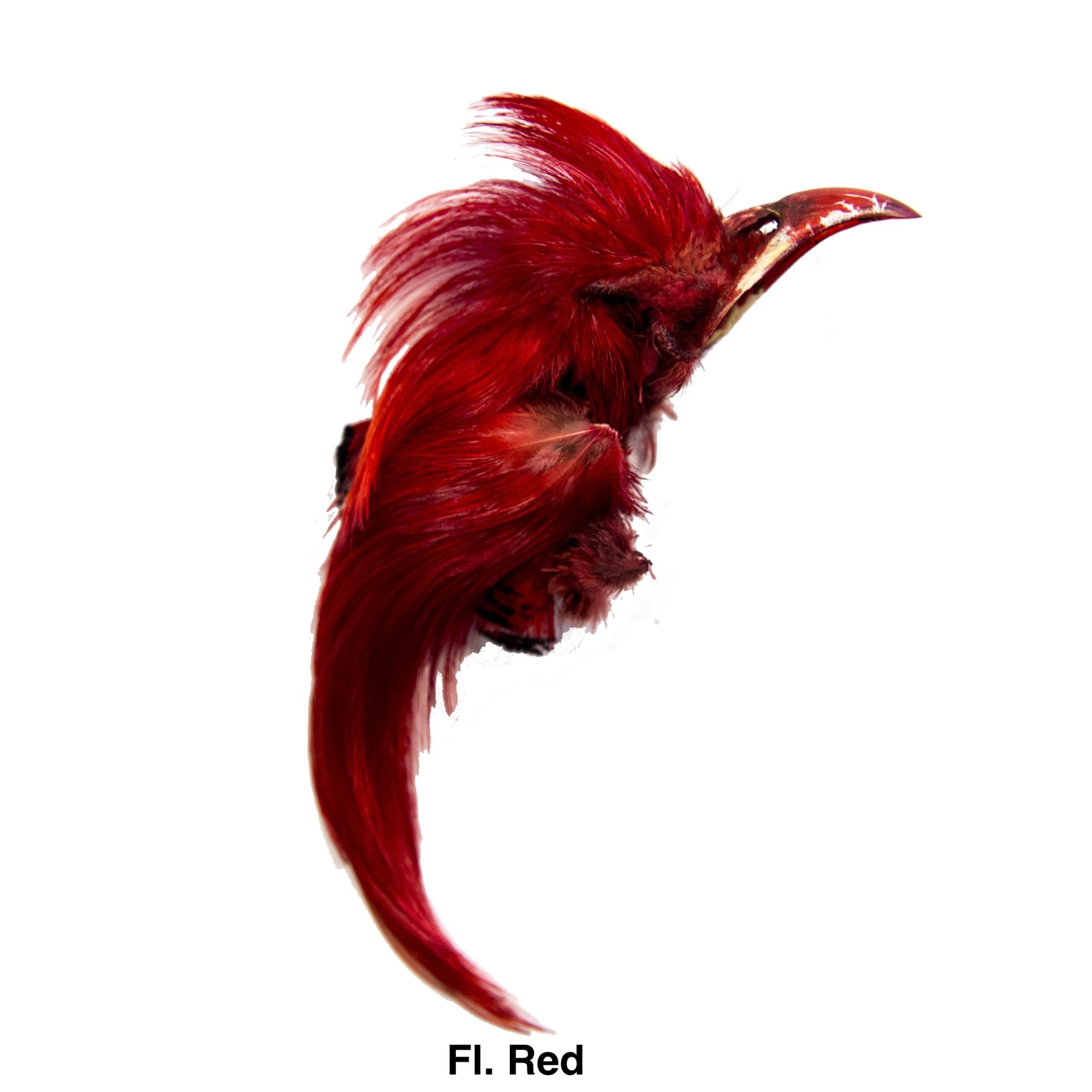 Auksinis fazanas - Fl. Red